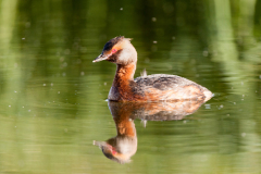 Kuifduiker-Slavonian grebe-Ohrentaucher-Podiceps auritus-IJsland-Iceland-Island