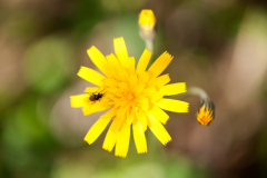 Muizenoor-Mouse-ear hawkweed-Kleine Habichtskraut-Hieracium pilosella-IJsland-Iceland-Island