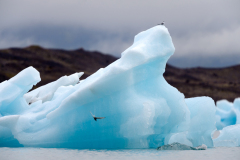 Noordse stern-Arctic tern-Küstenseeschwalbe-Sterna-paradisaea-IJsland-Iceland-Island