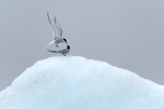 Noordse stern-Arctic tern-Küstenseeschwalbe-Sterna-paradisaea-IJsland-Iceland-Island