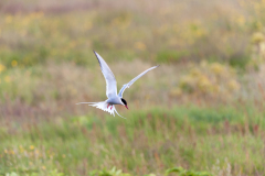 Noordse stern-Arctic tern-Küstenseeschwalbe-Sterna-paradisaea-IJsland-Iceland-Island
