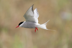Noordse stern-Arctic tern-Küstenseeschwalbe-Sterna-paradisaea-IJsland-Iceland-Island