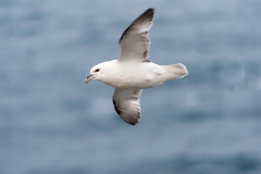 Noordse stormvogel-Fulmar-Eissturmvogel-Fulmanus glacialis-IJsland-Iceland-Island