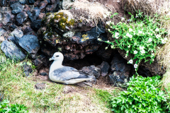 Noordse stormvogel-Fulmar-Eissturmvogel-Fulmanus glacialis-IJsland-Iceland-Island