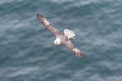 Noordse stormvogel-Fulmar-Eissturmvogel-Fulmanus glacialis-IJsland-Iceland-Island