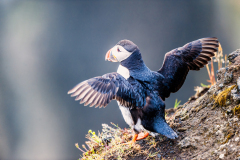 Papegaaiduiker-Puffin-Papageitaucher-Fratercula-arctica-Látrabjarg-IJsland-Iceland-Island
