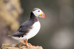 Papegaaiduiker-Puffin-Papageitaucher-Fratercula-arctica-Látrabjarg-IJsland-Iceland-Island