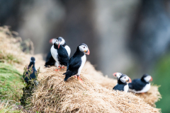 Papegaaiduiker-Puffin-Papageitaucher-Fratercula-arctica-Látrabjarg-IJsland-Iceland-Island