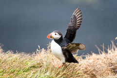 Papegaaiduiker-Puffin-Papageitaucher-Fratercula-arctica-Látrabjarg-IJsland-Iceland-Island