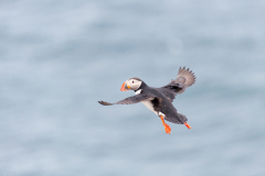 Papegaaiduiker-Puffin-Papageitaucher-Fratercula-arctica-Látrabjarg-IJsland-Iceland-Island