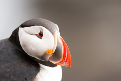 Papegaaiduiker-Puffin-Papageitaucher-Fratercula-arctica-Látrabjarg-IJsland-Iceland-Island