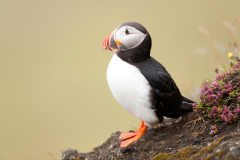 Papegaaiduiker-Puffin-Papageitaucher-Fratercula-arctica-Látrabjarg-IJsland-Iceland-Island