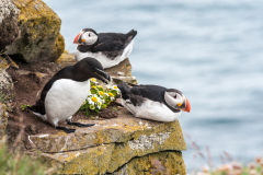 Papegaaiduiker-Puffin-Papageitaucher-Fratercula-arctica-Alk-Razorbill-Tordalk-Alca torda-Látrabjarg-IJsland-Iceland-Island