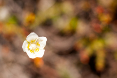 Parnassia-Marsh grass-Sumpf-Herzblatt-Parnassia palustris-IJsland-Iceland-Island