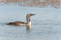 Roodkeelduiker-Red-throated diver-Sterntaucher-Gavia-stellata-IJsland-Iceland-Island