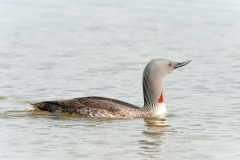 Roodkeelduiker-Red-throated diver-Sterntaucher-Gavia-stellata-IJsland-Iceland-Island