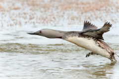 Roodkeelduiker-Red-throated diver-Sterntaucher-Gavia-stellata-IJsland-Iceland-Island