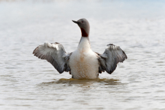 Roodkeelduiker-Red-throated diver-Sterntaucher-Gavia-stellata-IJsland-Iceland-Island