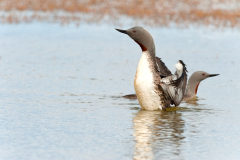 Roodkeelduiker-Red-throated diver-Sterntaucher-Gavia-stellata-IJsland-Iceland-Island