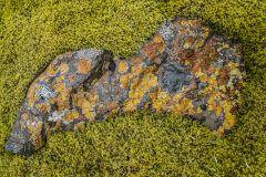 Rots met korstmos-Lichen-Flechte-IJsland-Iceland-Island