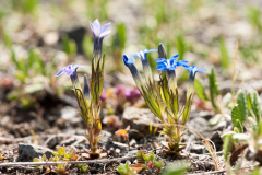 Sneeuwgentiaan-Alpine gentian-Schnee-Enzian-Gentiana nivalis-IJsland-Iceland-Island