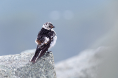 Sneeuwgors-Snow bunting-Schneeammer-Plectropenax nivalis-IJsland-Iceland-Island