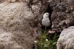 Sneeuwgors-Snow bunting-Schneeammer-Plectropenax nivalis-IJsland-Iceland-Island