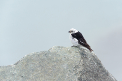 Sneeuwgors-Snow bunting-Schneeammer-Plectropenax nivalis-IJsland-Iceland-Island