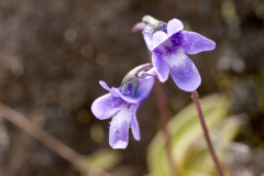Vetblad-Common butterwort-Gemeine Fettkraut-Pinguicula vulgaris-IJsland-Iceland-Island