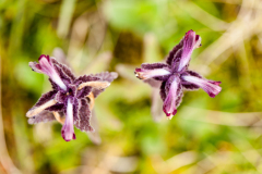 Wateraardbei-Marsh cinquefoil-Sumpf-Blutauge-Comarum-palustre-IJsland-Iceland-Island