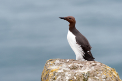 Zeekoet-Common guillemot-Trottellumme-Uria aalge-IJsland-Iceland-Island