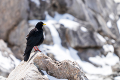 Alpenkauw-Alpine-chough-Alpendohle-Pyrrhocorax-graculus