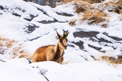 Cantabrische-gems-Cantabrian-chamois-Rupicapra-pyrenaica-parva