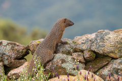 Egyptische-mangoest-Egyptian-mongoose-Ichneumon-Herpestes-ichneumon