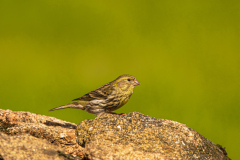 Europese-kanarie-Serin-Girlitz-Serinus-serinus