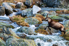 Gredossteenbok-Gredos-ibex-Gredos-Steinbock-Capra-pyrenaica-victoriae