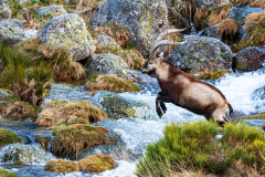 Gredossteenbok-Gredos-ibex-Gredos-Steinbock-Capra-pyrenaica-victoriae