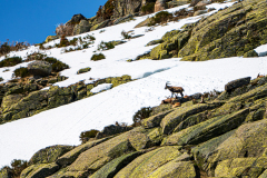 Gredossteenbok-Gredos-ibex-Gredos-Steinbock-Capra-pyrenaica-victoriae