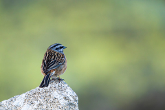 Grijze-gors-Rock-bunting-Zippammer-Emberiza-cia