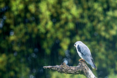 Grijze-wouw-Black-winged-kite-Gleitaar-Elanus-caeruleus