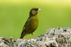 Groenling-Greenfinch-Grunfink-Carduelis-chloris