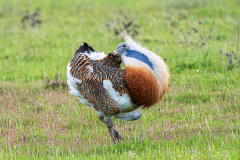 Grote-trap-Great-bustard-Grostrappe-Otis-tarda
