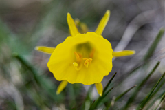 Hoepelroknarcis-Petticoat-daffodi-Reifrock-Narzisse-Narcissus-bulbocodium