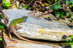 Iberische-Smaragdhagedis-Iberian-emerald-lizard-Iberische-Smaragdeidechse-Lacerta-schreiberi