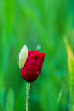 Klaproos-Papaver-Mohn-Papaveraceae