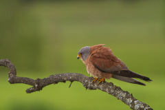 Kleine-torenvalk-Lesser-kestrel-Rotelfalke-Falco-naumanni