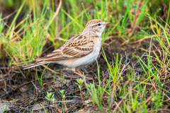 Kortteenleeuwerik-Greater-short-toed-lark-Kurzzehenlerche-Calandrella-brachydactyla