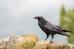 Raaf-Raven-Kolkrabe-Corvus-corax