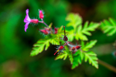 Robertskruid-Herb-robert-Ruprechtskraut-Geranium-robertianum