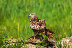 Rode-wouw-Red-kite-Rotmilan-Milvus-milvus
